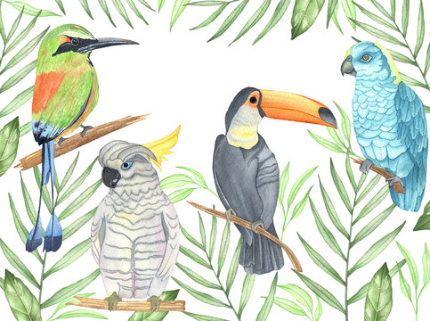 Watercolor parrot, toucan and birds in tropical leaves. Illustration with tropical birds and palm leaves