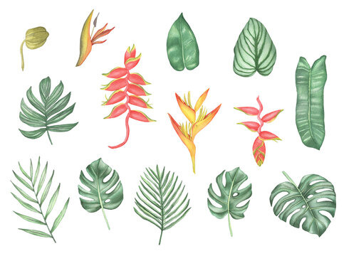 Watercolor tropical flowers and leaves. Hand drawing palm leaves, monstera, strelitzia, anthurium, heliconia