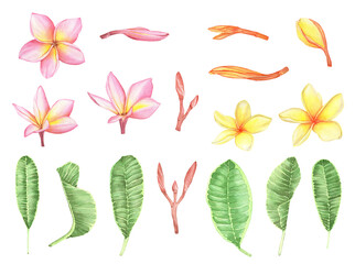 Fototapeta na wymiar Watercolor Tropical Plumeria flowers and leaves. Traditional flower of Thailand.Tropical Wedding floral image