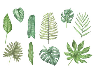 Watercolor set of tropical leaves. Illustration of tropical leaf, tropical greenery