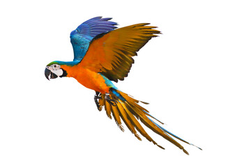 Colorful flying parrot isolated on transparent background png file
