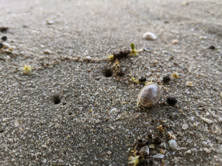 An animal that lives in the sand by the beach is called by the local community umang umang (in Malay).