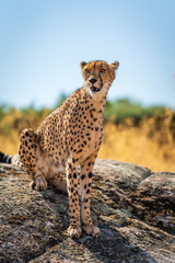 Cheetah looking into the distance over the boulder