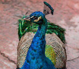 Obraz premium peacock with feathers