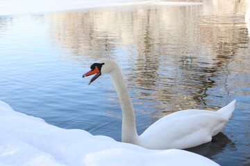white swan swimming on a frozen lake in winter