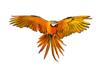 Colorful flying parrot isolated on transparent background png file