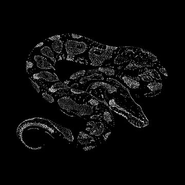 Yellow Belly Ball Python hand drawing vector isolated on black background.