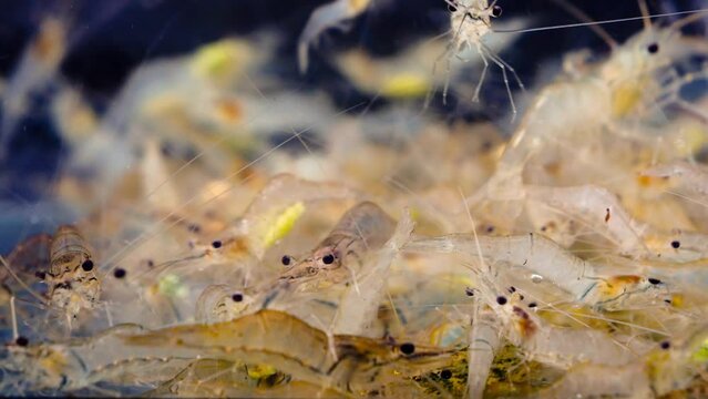 Close up of live shrimp swimming,macro in aquarium it is spawning