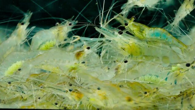 Close up of live shrimp swimming,macro in aquarium it is spawning