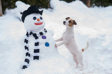 Jack Russell Terrier dog making a snowman. Winter fun.