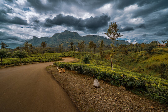 beautiful tea plantations in the mountains. Sri Lanka