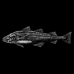 Alaskan Pollock hand drawing vector isolated on black background.