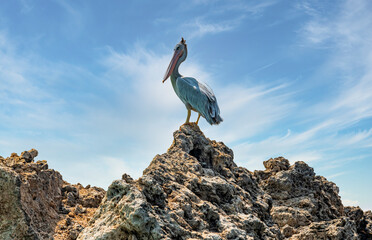 Pelican standing on rocky surface