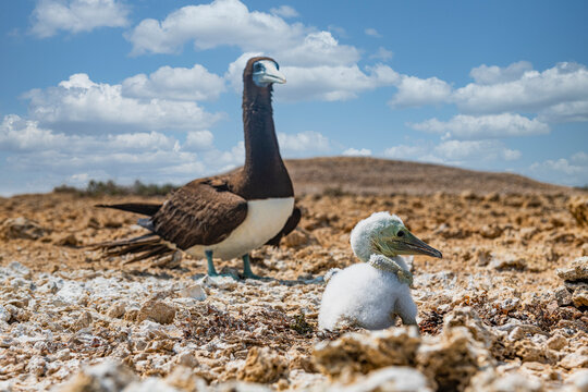 Brown booby (Sula leucogaster) with chick