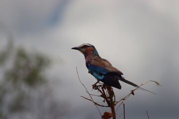 Lilac-breasted Roller
