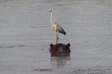 Hippo & Friend