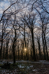 In the City Forest of Hofheim am Tanus