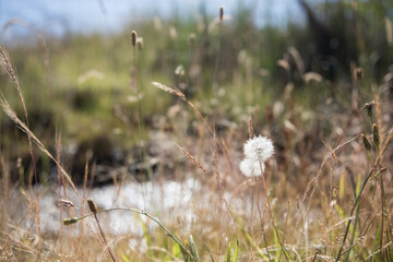 Wildflowers