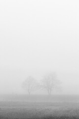Obraz na płótnie Canvas Two trees in fog