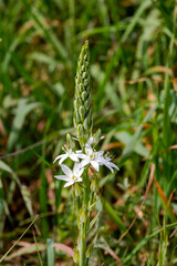 Plants of Greece. A tender plant (Ornithogalum nutans) with white flowers close-up