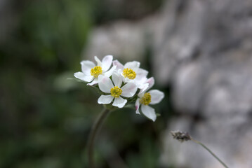 Fleurs blanches de montagne - Suisse 