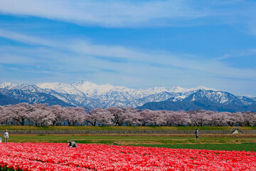 春の四重奏として知られる舟川べり桜並木。朝日、富山、日本。4月中旬。