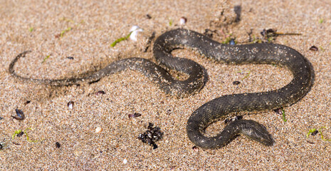 Natrix tessellata. The dice snake is a European non venomous snake belonging to the family Colubridae, subfamily Natricinae. The reptile lives on the sandy beach of the Black Sea.