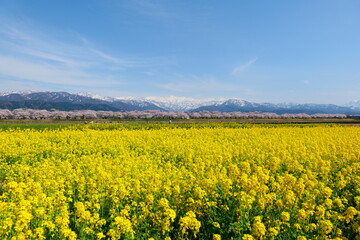 Obraz premium 春の四重奏として知られる舟川べり桜並木。朝日、富山、日本。4月中旬。