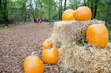 Families walking through a woodland pumpkin trail, autumn - 556633468