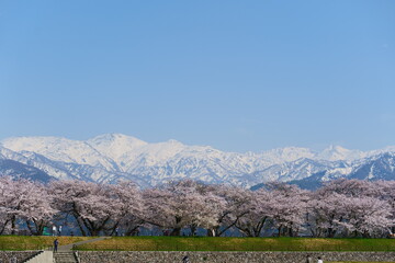 春の四重奏として知られる舟川べり桜並木。朝日、富山、日本。4月中旬。