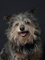 Naklejka premium A portrait of a dog on a black background