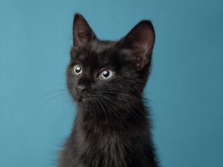 A portrait of a black kitten against a blue background