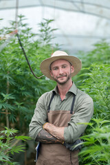 Obraz premium A farmer stands among his commercial greenhouse hemp crop. Cannabis sativa grown industrially for the production of hemp for derived products like CBD oil, fiber, biofuel and others.