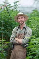 A farmer stands among his commercial greenhouse hemp crop. Cannabis sativa grown industrially for the production of hemp for derived products like CBD oil, fiber, biofuel and others.