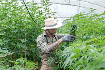 marijuana grower trimming leaves to encourage the plant to bud  farmer marijuana examining plants and flowers, alternative herbal medicine conce