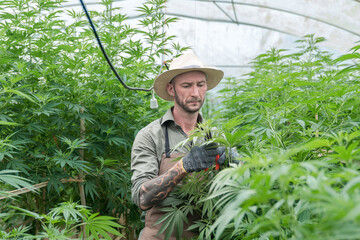 marijuana grower trimming leaves to encourage the plant to bud  farmer marijuana examining plants and flowers, alternative herbal medicine conce