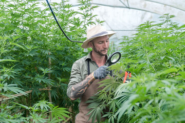 gardener working in a hemp field, they are checking plants, alternative medicine and cannabis concept