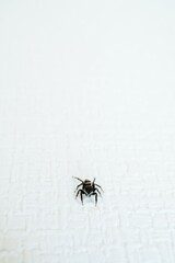 白背景にカメラ目線のハエトリグモ