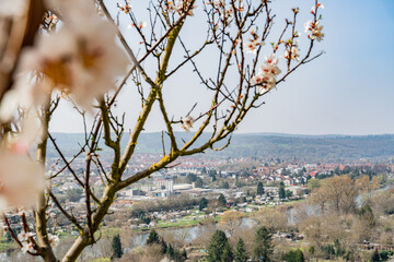 Almond blossom in Klingenberg am Main in Bavaria