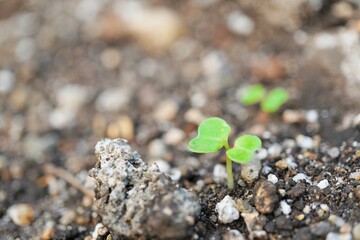土から芽を出した家庭菜園の小松菜の双葉の苗のアップ