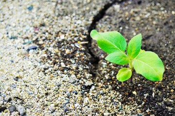 野外で土に植えられたヒマワリの本葉の苗