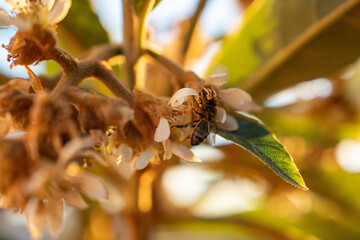 Abeja en flor de níspero