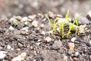 土から芽を出したばかりの家庭菜園の人参の芽
