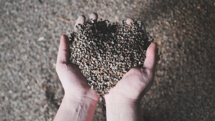 A man picks up unprocessed buckwheat groats in a warehouse.