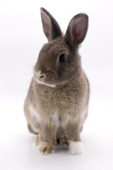 grey rabbit on white background