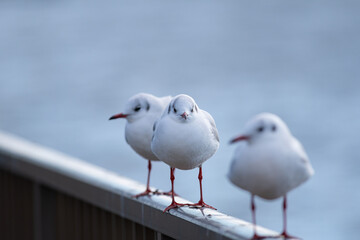 並ぶカモメ