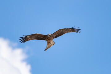 空を飛ぶ猛禽類