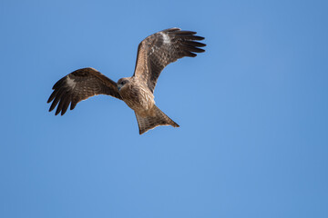 空を飛ぶ猛禽類