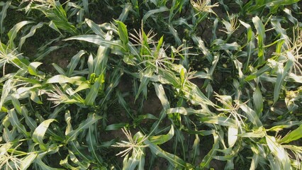 Corn young field. Seedlings planted in a row.