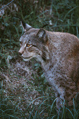 Lince en Parque Faunístico Lacuniacha